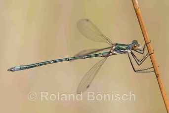 Roland Bönisch, Bund Naturschutz Kreisgruppe Tirschenreuth