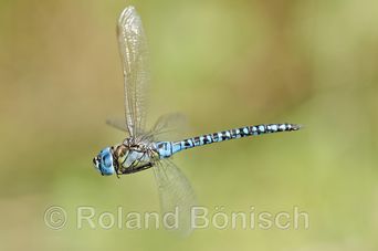 Roland Bönisch, Bund Naturschutz Kreisgruppe Tirschenreuth