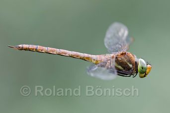Roland Bönisch, Bund Naturschutz Kreisgruppe Tirschenreuth