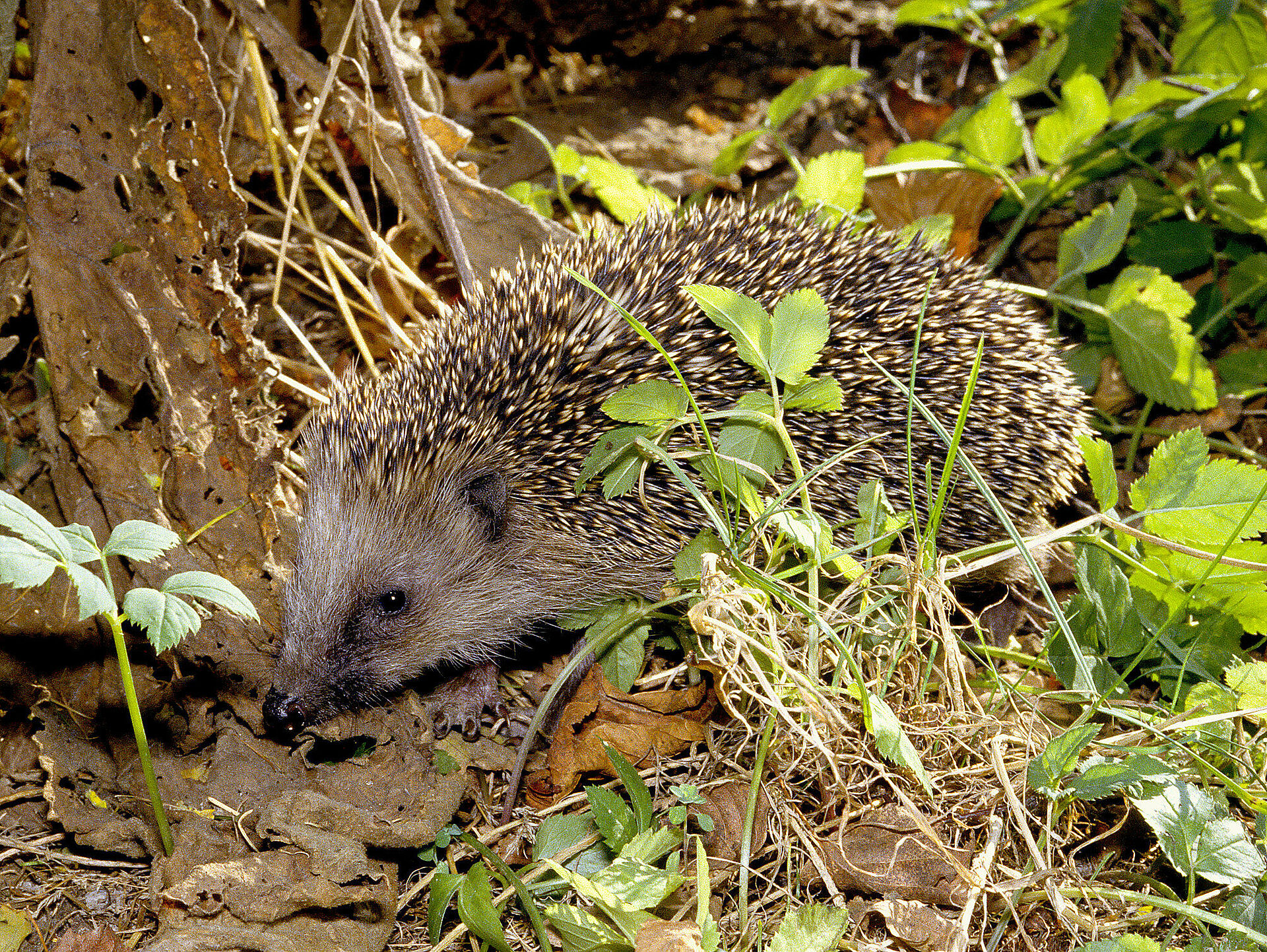 So Helfen Sie Dem Igel Im Winter - BUND Naturschutz In Bayern E.V.