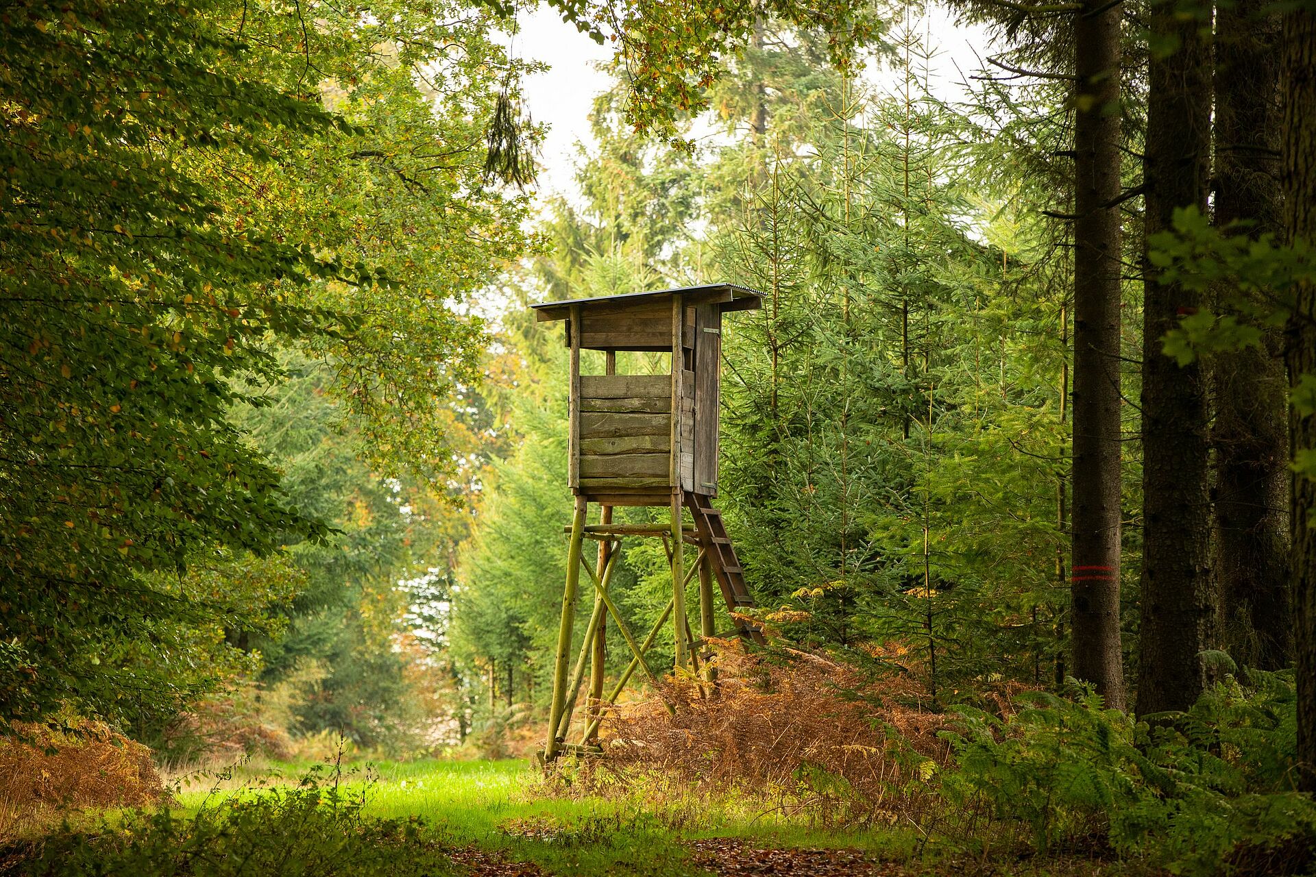 Nur mit einer effizienten Jagd hat der Wald in Zeiten der Klimakrise eine Chance BUND