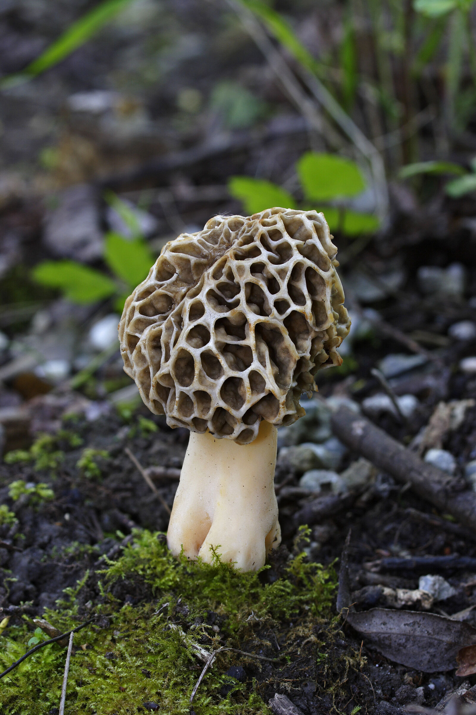 Speisemorchel, Morchella esculenta